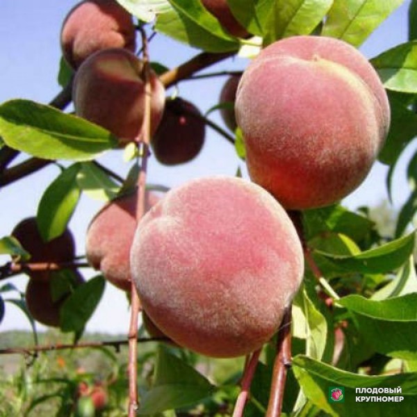 Саженцы Нектарин " Кримська Осінь"