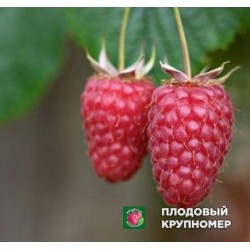 Малина "Мольен"