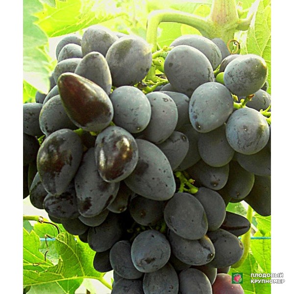 Саженцы Виноград "Вікінг" (білі сорти)