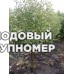 Саженцы Яблуня " Фуджі Кіку "(зимові сорти)
