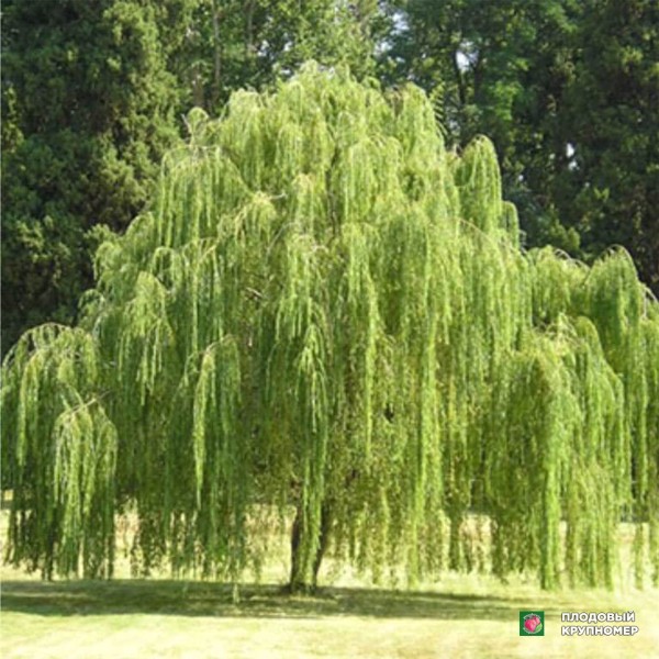 Саженцы Верба - Вавилонська (окс 2м)