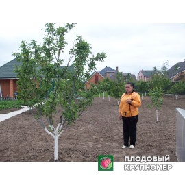 Висаджений плодовий сад