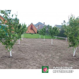 Підготовка ділянки до посадки