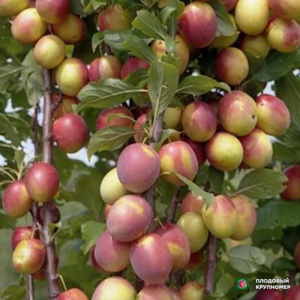 Саженцы Алича "Європейська колоновидна"