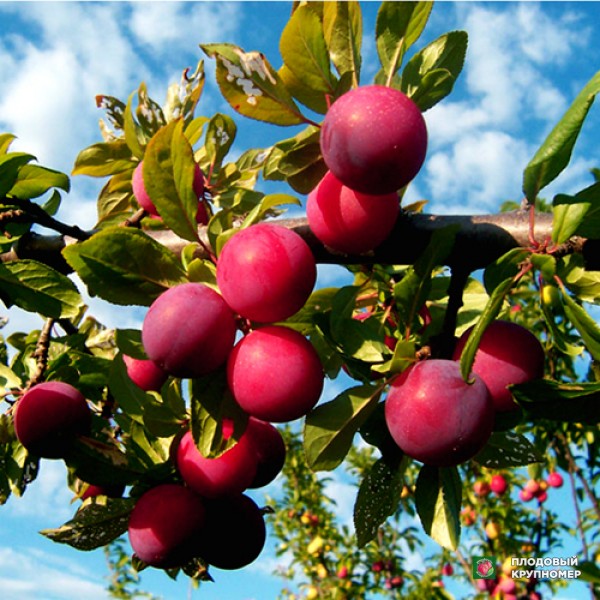 Саженцы Алича "Голлівуд"