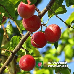 Алича "Тетяна"