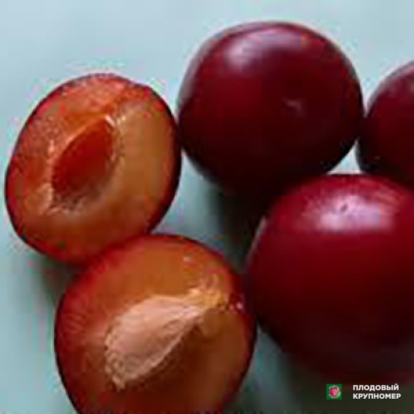 Саженцы Алича "Зурна"