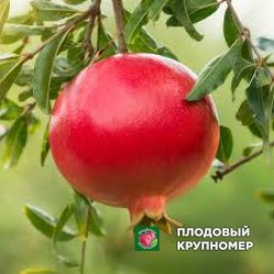 Гранат "хіказ"