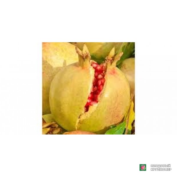 Саженцы Гранат "рабентер"