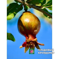 Гранат "фріззе"