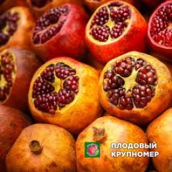 Гранат "поло"