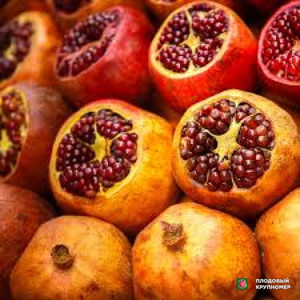 Саженцы Гранат "поло"