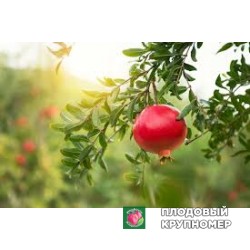 Гранат "помегранте"