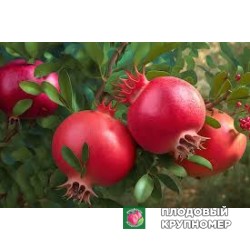 Гранат "преміуме"