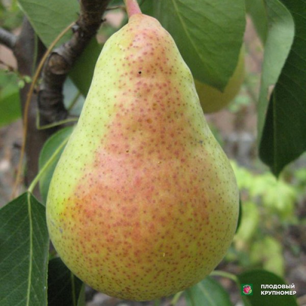 Саженцы Груша "Бере Десятова" (літні сорти)