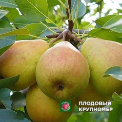 Груша "Уманська Ювілейна" (літні сорти)