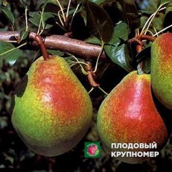 Груша "Бере Ювілейна" (осінні сорти)