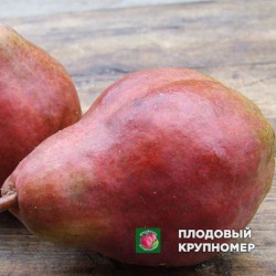 Груша Грінфілдс Барлетт (осінній сорт)