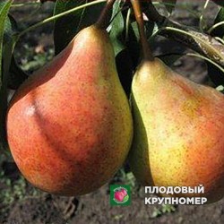 Груша "Жовта Мліївська" (осінні сорти)