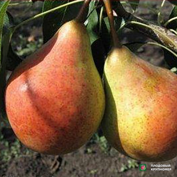 Саженцы Груша "Жовта Мліївська" (осінні сорти)