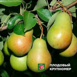 Груша " Русселе Штудгарська "(осінні сорти)