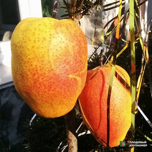 Саженцы Груша "китайський ліхтарик" (зимові сорти)