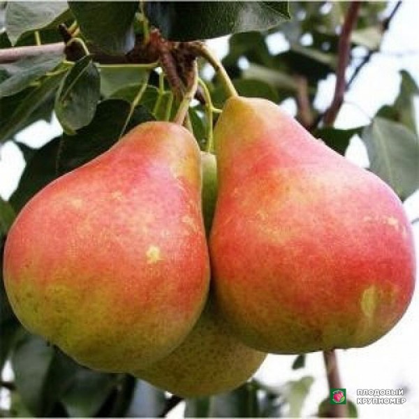 Саженцы Груша "Марія Земфіра" (зимові сорти)