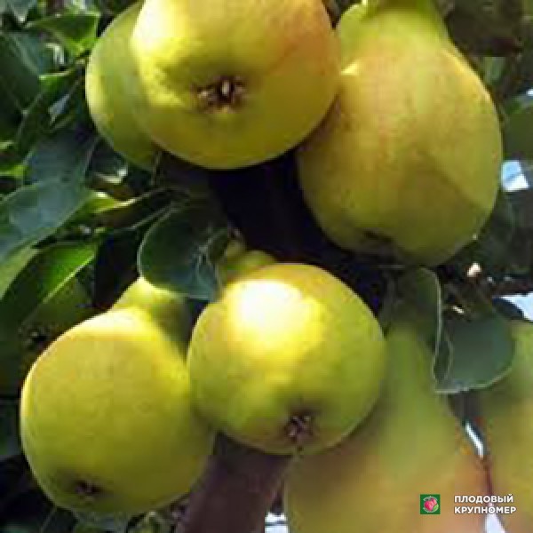 Саженцы Груша " Пам'яті Мілешко "(зимові сорти)