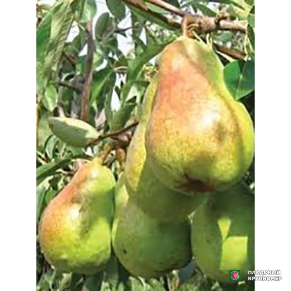 Саженцы Груша " Сонатина "(зимові сорти)