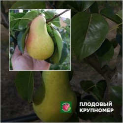 Груша" Яблунівська-конференція " (Англія) (Багатосортова груша)