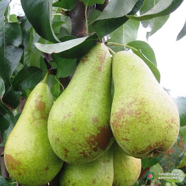 Саженцы Груша " Абат Фетель (Бельгія) - Бере Люка (Франція) - Стрийська "(Багатосортова груша)