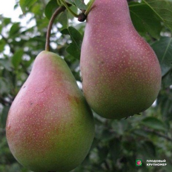 Саженцы Груша "Вересневе Диво-Лимонка-Бере Боск" (Многосортовая груша)