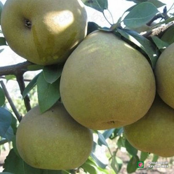 Саженцы Груша "Етюд-Листопадова-Яблунівська" (Багатосортова груша)