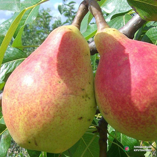 Саженцы Груша "Зелена Млієва-Талгарська красуня" (Багатосортова груша)