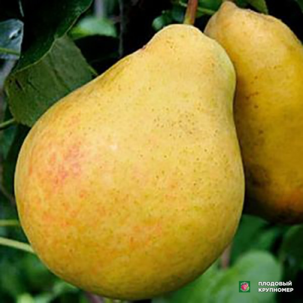 Саженцы Груша " Золотоворітська-Мліївчанка "(Багатосортова груша)