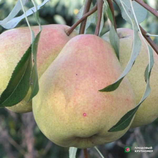 Саженцы Груша "Зелена Млієва-Талгарська красуня" (Багатосортова груша)