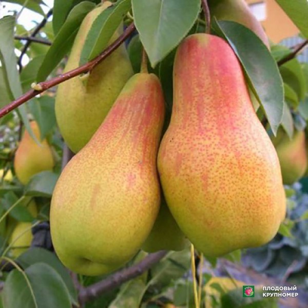 Саженцы Груша " Талгарська красуня-Листопадова-Стрийська "(Багатосортова груша)