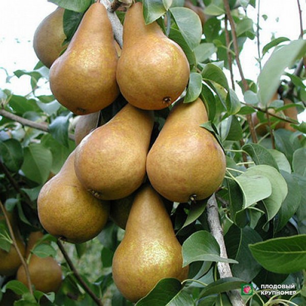 Саженцы Груша " Стрийська-Талгарська красуня "(Багатосортова груша)