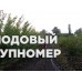 Саженцы Річ Голд-Ветеран Севастополя
