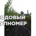 Саженцы Річ Голд-Ветеран Севастополя