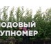 Саженцы Річ Голд-Ветеран Севастополя