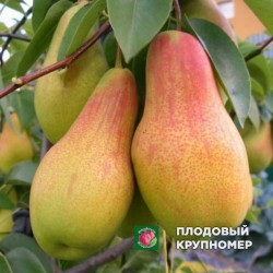 Зимние сорта груш ⚊ купить саженцы зимних груш в Украине
