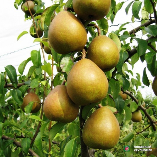 Саженцы Груша " Анжеліс "(колоновидна груша)