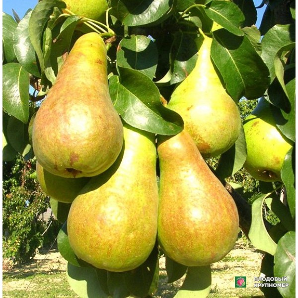 Саженцы Груша "Бере Київська" (зимові сорти)