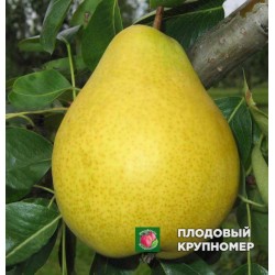 Груша " Далісан "(осінні сорти)