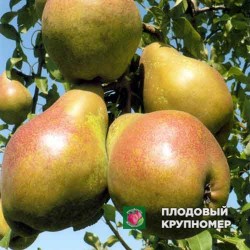 Груша "Деканка Дю коміс" (осінні сорти)
