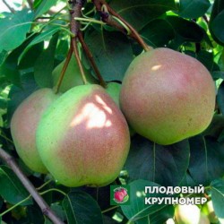 Груша " десертна "(осінні сорти)