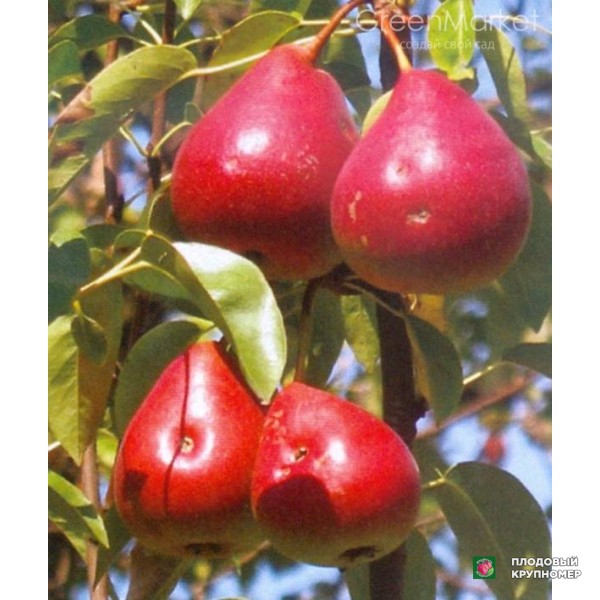 Саженцы Груша " Диколор "(зимові сорти)