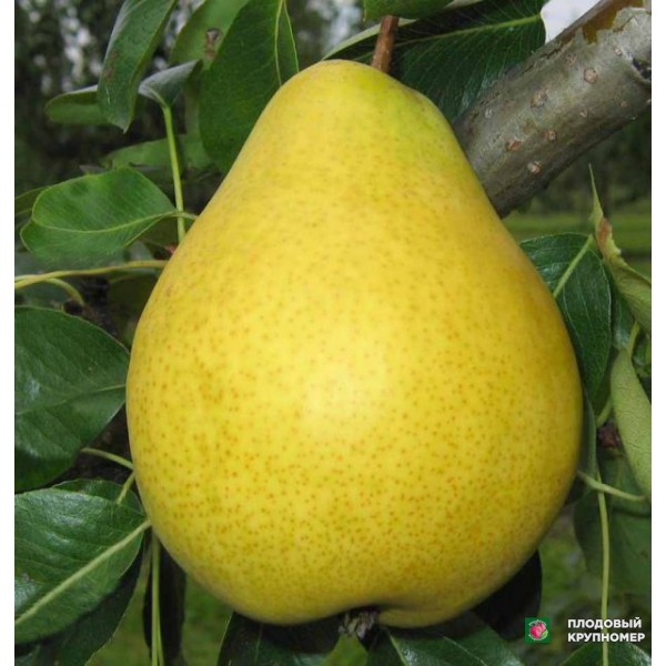 Саженцы Груша " Долісан "(зимові сорти)