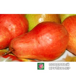 Груша " Долорес "(осінні сорти)